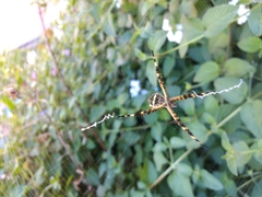 Argiope argentata
