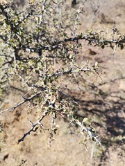 Condalia correllii