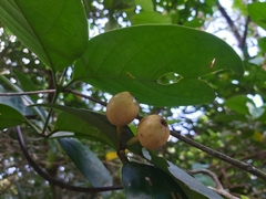 Posoqueria