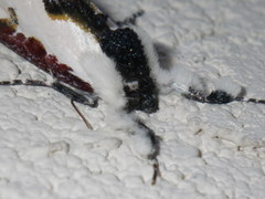 Eudryas brevipennis