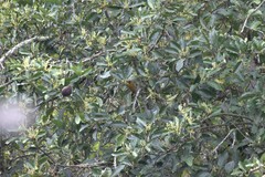 Colaptes rubiginosus