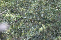 Colaptes rubiginosus