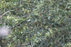 Colaptes rubiginosus