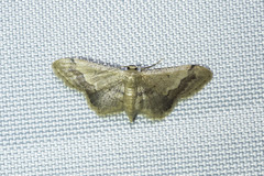 Idaea violacea