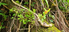 Columnea scandens
