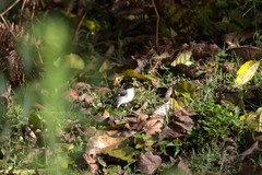 Atlapetes leucopterus