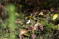 Atlapetes leucopterus