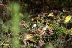 Atlapetes leucopterus