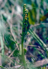 Botrychium × watertonense