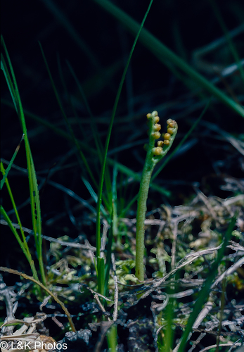peculiar moonwort (Botrychium paradoxum)