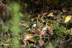 Atlapetes leucopterus