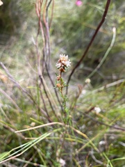 Cryptandra ericoides