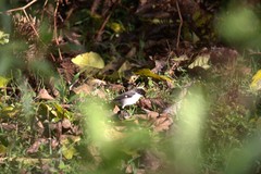 Atlapetes leucopterus