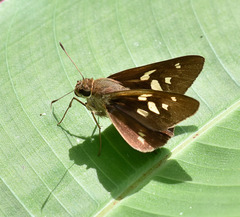 Calpodes longirostris