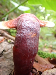 Ganoderma longistipitatum