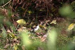 Atlapetes leucopterus