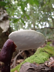 Ganoderma longistipitatum