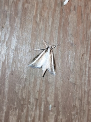 Carectocultus perstrialis