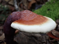 Ganoderma longistipitatum