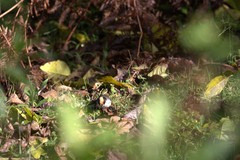 Atlapetes leucopterus