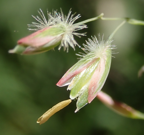 Ehrharta calycina