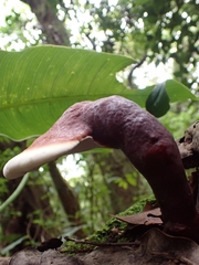 Ganoderma longistipitatum