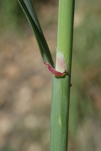Ehrharta calycina