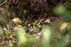 Atlapetes leucopterus