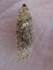 Coleophora versurella