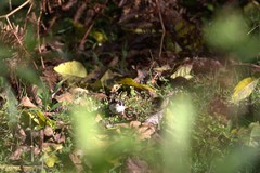 Atlapetes leucopterus