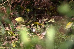 Atlapetes leucopterus