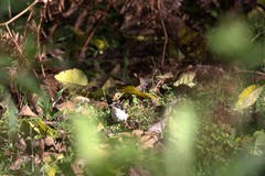 Atlapetes leucopterus