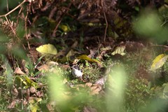 Atlapetes leucopterus