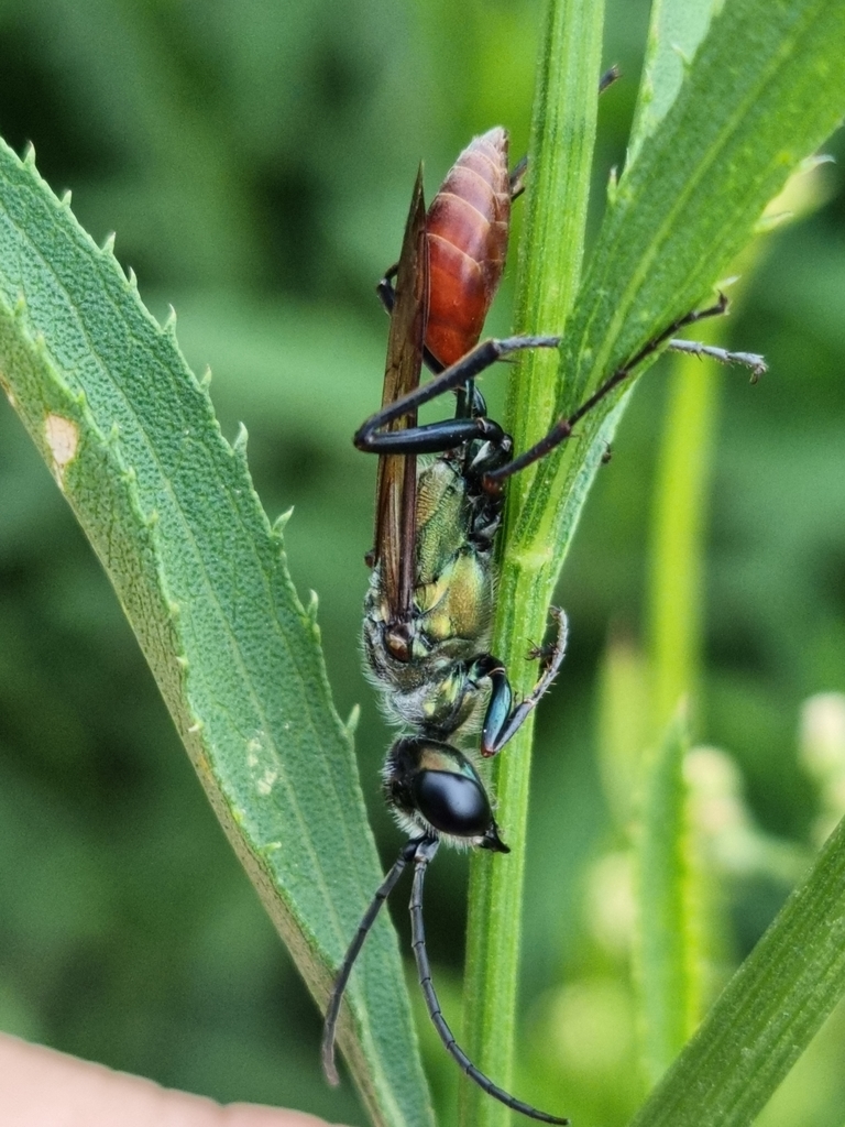 Chlorion hemipyrrhum