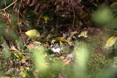 Atlapetes leucopterus