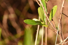Dodonaea viscosa viscosa