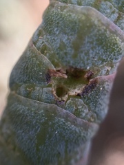 Coleophora versurella