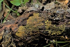 Clastoderma debaryanum