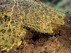 Clastoderma debaryanum