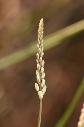 Polygala boykinii var. boykinii
