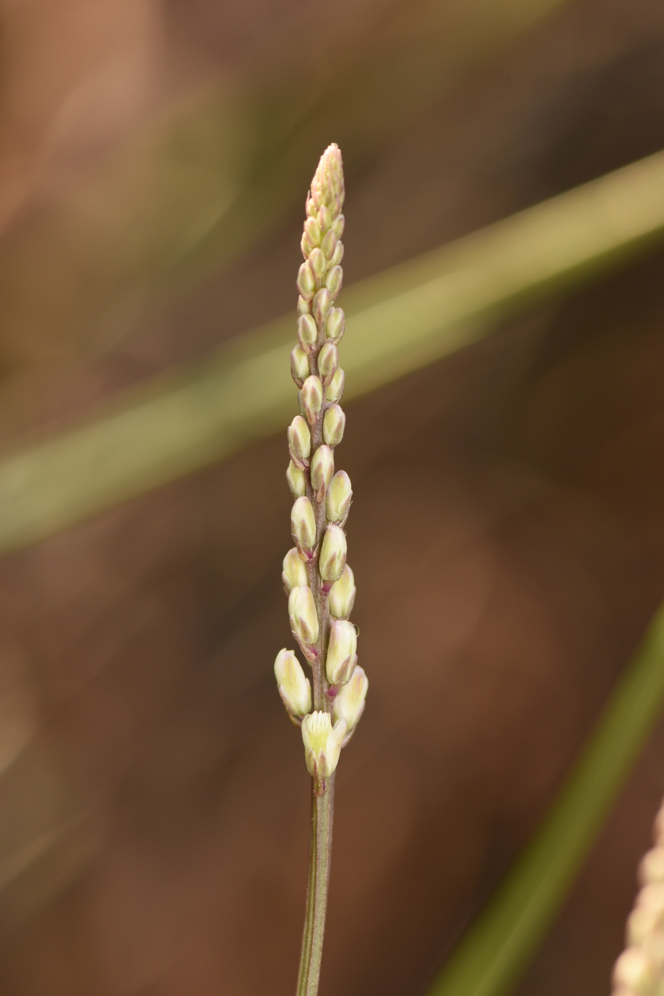 Polygala boykinii var. boykinii
