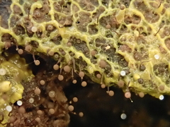 Clastoderma debaryanum