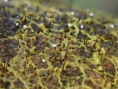 Clastoderma debaryanum