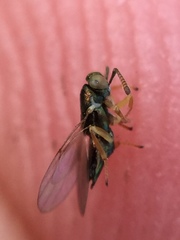 Psyllaephagus bliteus