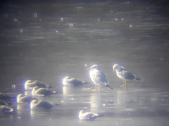 Larus argentatus smithsonianus