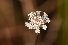 Melanthera angustifolia image