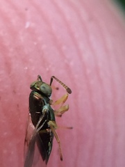 Psyllaephagus bliteus