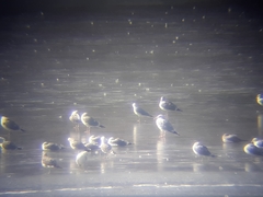 Larus argentatus smithsonianus