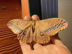 Opodiphthera loranthi