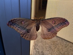 Opodiphthera loranthi